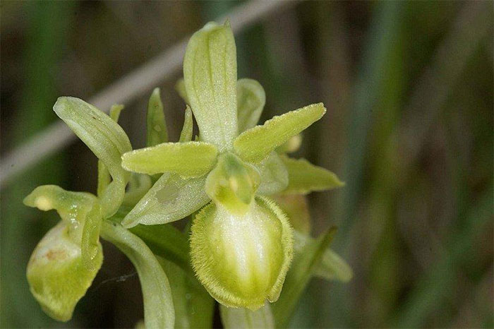 Forme viridis d'Ophrys araneola Photographie Jacques Charreau