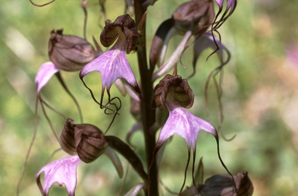 Himantoglossum comperianum. Orchidées de Turquie. SFO PCV Photo Bernard Billaud.