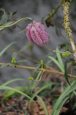 Fritillaire pintade (Fritillaria meleagris) 