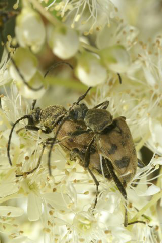 Leptura-cerambyciformis Insectes coléoptères famille des cérambycidés photos nature SFO PCV Jacques Charreau.