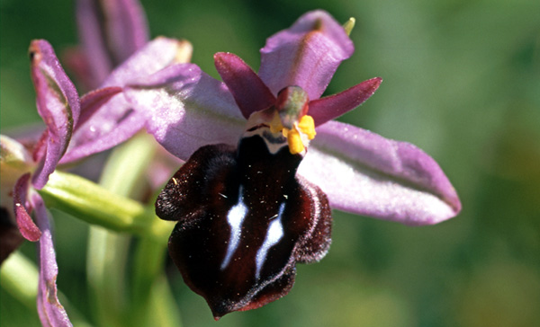 Ophrys antiochiana. Orchidées de Turquie. SFO PCV. Photo. Bernard Billaud.