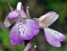 PORTUGAL - Orchidées de la région de l'Algarve Orchis picta SFO Poitou-Charentes et Vendée.