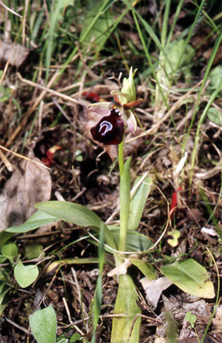 Les Orchidées de Grèce - Le Péloponnèse - Photo 1 Ophrys ferrum-equinum. Page 22 Photo 1 SFO-PCV