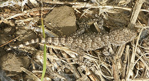 Le Gecko turc ou Gegko verruqueux Hemidactylites turcicus Photographies naturalistes et Biodiversité sfopcv