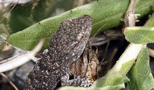 Le Gecko turc ou Gegko verruqueux Hemidactylites turcicus Photographies naturalistes et Biodiversité sfopcv