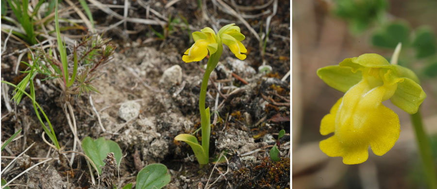 Forme chlorantha de l'Ophrys lutea Photographies Jean-Michel Mathé SFO PCV