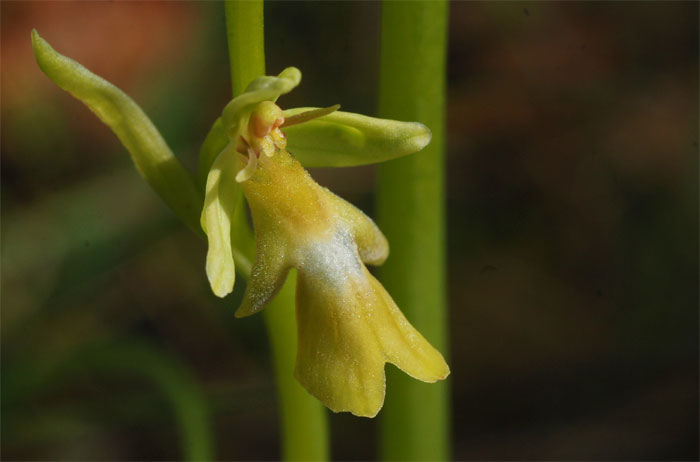 Forme chlorantha d'Ophrys insectifera Albinisme et viridisme chez les Orchidées indigènes