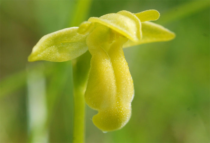 Forme chlorantha chez Ophrys sulcata. Viridisme chez les Orchidées indigènes