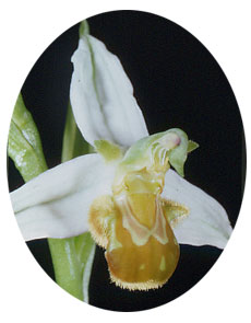 Hypochromie chez Ophrys apifera