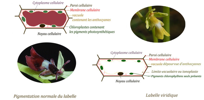 Viridisme chez Ophrys insectifera