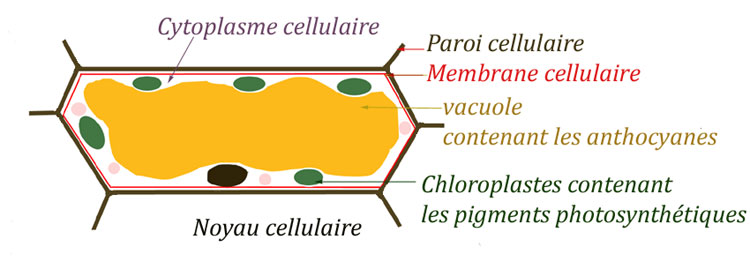 Les pigments chez les végétaux. Localisation dans les cellules Chloroplastes vacuoles