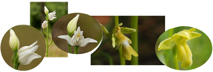 fleurs albinos anomalies chromatiques chez les orchidées