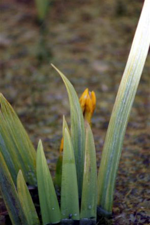 Premières fleurs. L'Iris des Fontaines. Photos nature . SFO PCV Sociéré Française d'Orchidophilie de Poitou-Charentes et Vendée