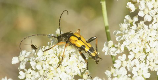 a2Leptura-maculata Insectes coléoptères famille des cérambycidés photos nature SFO PCV Jacques Charreau.