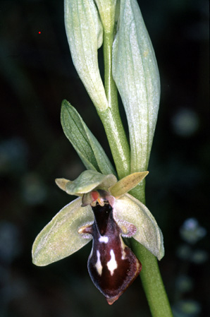 Ophrys cilicica. Orchidées de Turquie. SFO PCV Photo Bernard Billaud.