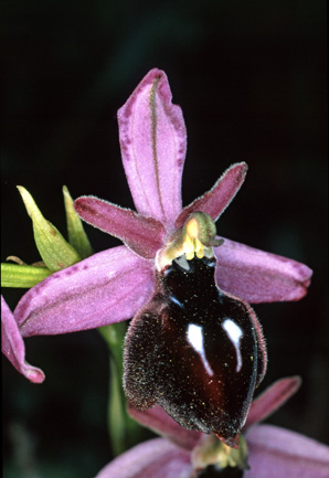 Ophrys antiochiana. Orchidées de Turquie. SFO PCV. Photo. Bernard Billaud.