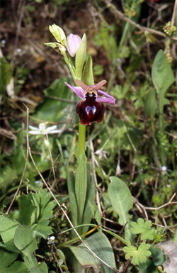 Les Orchidées de Grèce - Le Péloponnèse - Photo 1 Ophrys ferrum-equinum. Page 22 Photo 2 SFO-PCV