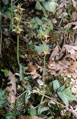Les Orchidées de Grèce continentale - L'Epire - Page 4 Ophrys hebes. SFO Poitou-Charentes et Vendée Photo 1