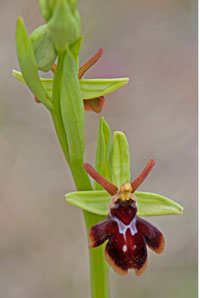 Hybride - Ophrys aranifera x Ophrys insectifera (Ophrys x fonsauditensis)