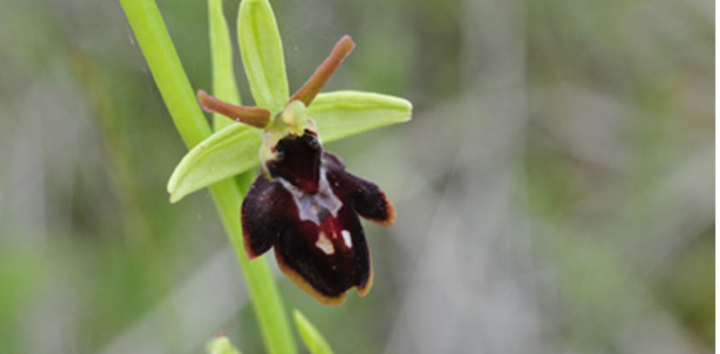 Hybride Ophrys passionis x Ophrys insectifera (Ophrys x fonsauditensis) SFO PCV