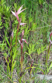 PORTUGAL - Orchidées de la région de l'Algarve. Serapias strictiflora. SFO Poitou-Charentes et Vendée.