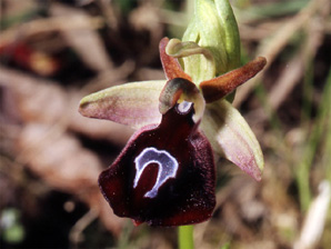 Les Orchidées de Grèce - Le Péloponnèse - Photo 1 Ophrys ferrum-equinum. Page 22 Photo 3 SFO-PCV