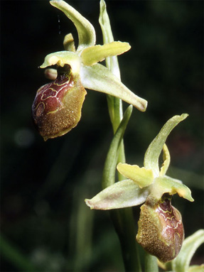 Les Orchidées de Grèce continentale - L'Epire - Page 4 Ophrys hebes. SFO Poitou-Charentes et Vendée Photo 2