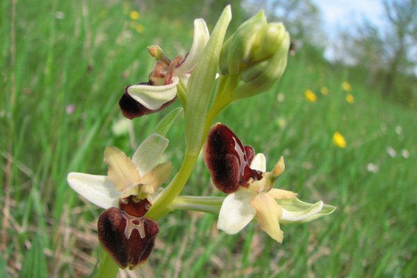 Ophrys aranifera à périanthe blanc photos du jour sfopcv