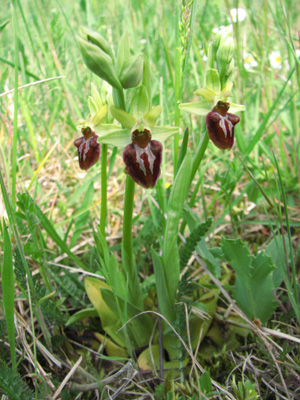 Ophrys aranifera typique photos du jour sfo pcv