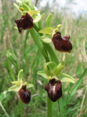 Ophrys aranifera typique photos du jour sfo pcv