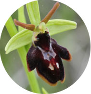 Hybride Ophrys passionis x Ophrys insectifera (Ophrys x fonsauditensis)