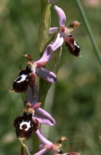 Ophrys straussi. Orchidées de Turquie. SFO PCV Photo Bernard Billaud.