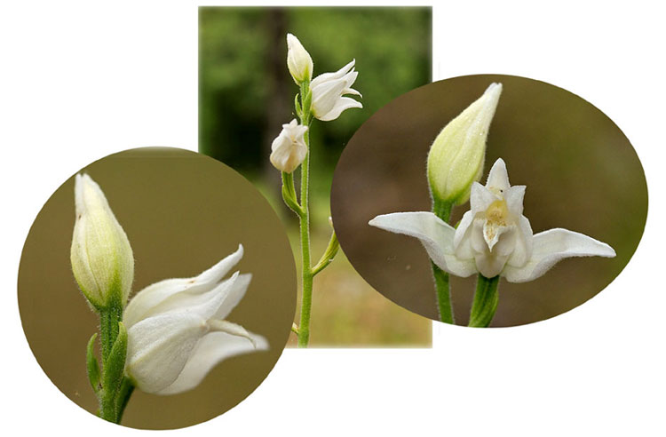 Albinisme floral chez une orchidée Cephalanthera rubra