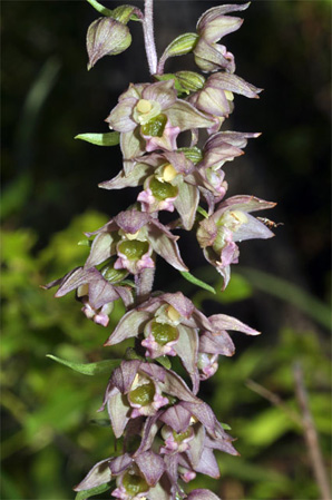 PORTUGAL - Orchidées de la région de l'Algarve - Epipactis lusitanica. SFO Poitoy-Charentes et Vendée.