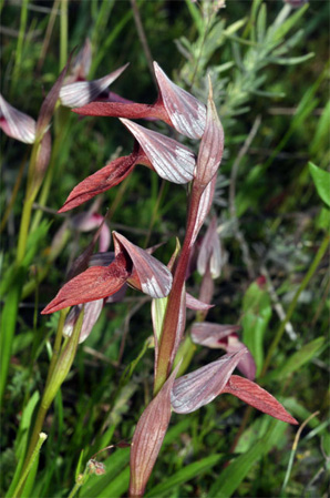 ESPAGNE (2) - Orchidées de la Province d' Estramadure - Serapias occidentalis. SFO Poirou-Charentes et Vendée.