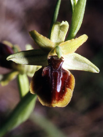 Les Orchidées de Grèce continentale - L'Epire - Page 4 Ophrys negadensis. SFO Poitou-Charentes et Vendée Photo 3
