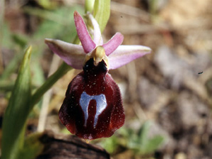 Les Orchidées de Grèce - Le Péloponnèse - Photo 1 Ophrys ferrum-equinum. Page 22 Photo 4 SFO-PCV