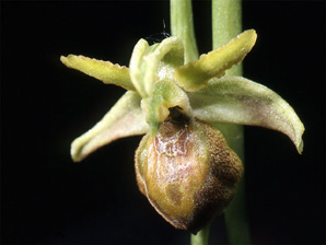 Les Orchidées de Grèce continentale - L'Epire - Page 4 Ophrys hebes. SFO Poitou-Charentes et Vendée Photo 3