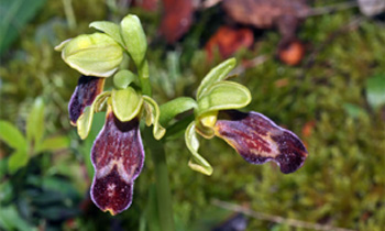 ESPAGNE (2) - Orchidées de la Province de La Rioja - Ophrys arnoldii. SFO Poitou-Charentes et Vendée.