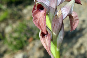 PORTUGAL - Orchidées de la région de l'Algarve - Serapias cordigera subsp. gentilii. SFO Poitou-Charentes et Vendée.