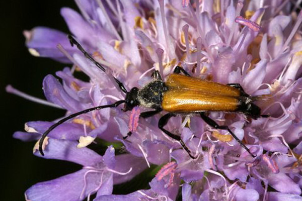 Leptura-fulva Insectes coléoptères famille des cérambycidés photos nature SFO PCV Jacques Charreau.