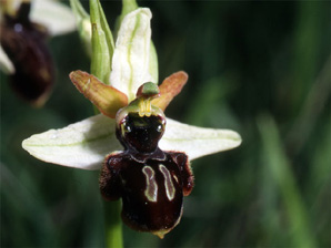 ESPAGNE (2) - Orchidées de la Province de Navarra - Ophrys castellana. SFO Poitou-Charentes et Vendée.