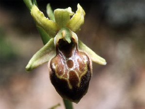 Les Orchidées de Grèce continentale - L'Epire - Page 4 Ophrys hebes. SFO Poitou-Charentes et Vendée Photo 4