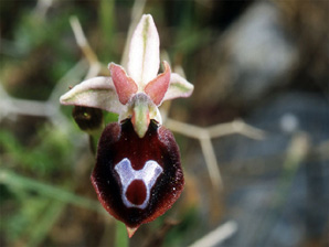 Les Orchidées de Grèce - Le Péloponnèse - Photo 1 Ophrys ferrum-equinum. Page 22 Photo 5 SFO-PCV