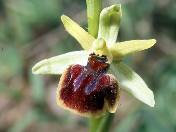 Les Orchidées de Grèce continentale - L'Epire - Page 4 Ophrys negadensis. SFO Poitou-Charentes et Vendée Photo 4