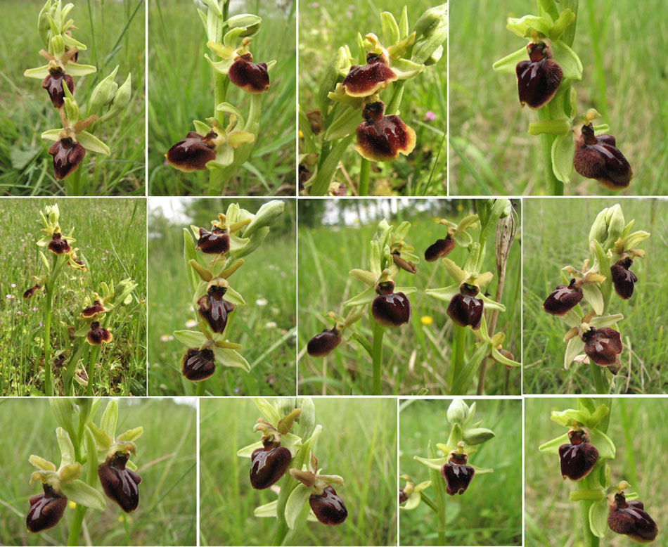 Ophrys aranifera (Ophrys araignée) Divers aspects de la fleur et des labelles.