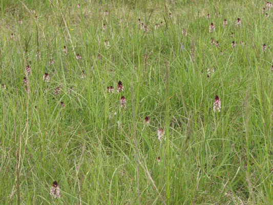 Population de Neotinea ustulata (Orchis brûlé) dans une prairie à Orchidées aux Roches Prémarie Vienne (86)