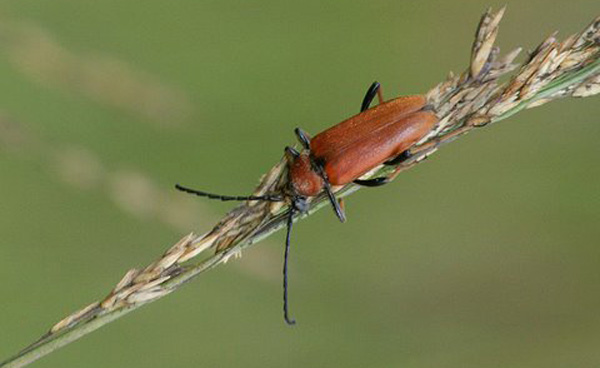 Lepture-rouge Insectes coléoptères famille des cérambycidés photos nature SFO PCV Jacques Charreau.