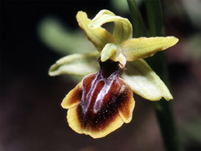 Les Orchidées de Grèce continentale - L'Epire - Page 4 Ophrys negadensis. SFO Poitou-Charentes et Vendée Photo 5