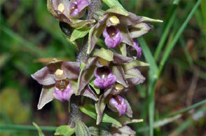 PORTUGAL - Orchidées de la région de l'Algarve - Epipactis lusitanica. SFO Poitoy-Charentes et Vendée.